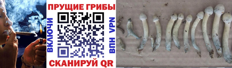 Псилоцибиновые грибы Psilocybine cubensis  Туран 